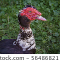 Portrait of a duck on a background of green grass. 56486821