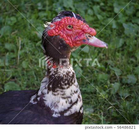 Portrait of a duck on a background of green grass. Portrait of a duck on a background of green grass. 56486821