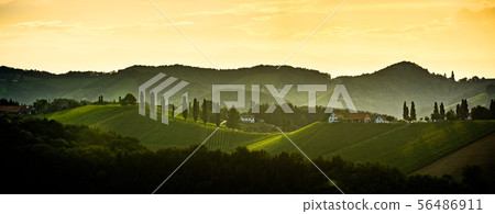 Panorama of Styrian vineyard in Austria 56486911