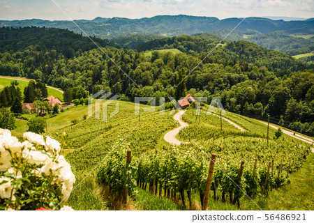 Famous Heart shaped wine road in Austria 56486921