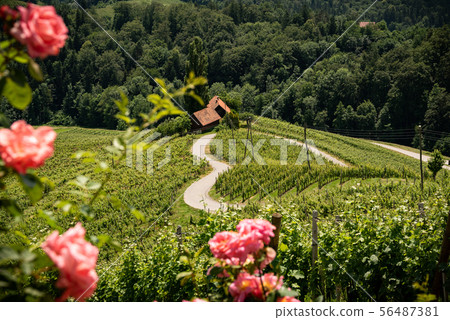 Herzerl Strasse, vineyards in summer, Spicnik 56487381