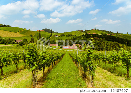 Austria Vineyards vine street south Styria travel 56487407