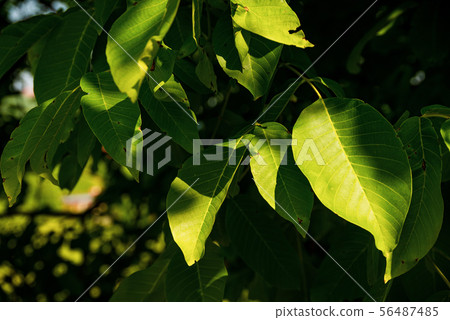 Austria Vineyards vine street south Styria travel 56487485