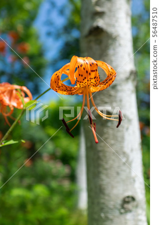 Onyuri: Summer Nagano Prefecture 56487510