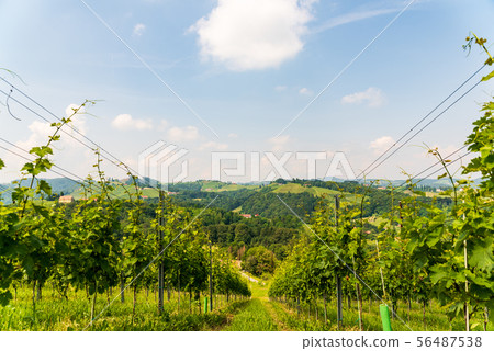 Austria Vineyards Leibnitz area south Styria 56487538