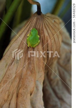 Dead tree leaves and tree frog 56488329