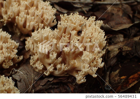 Flower Flower 56489431