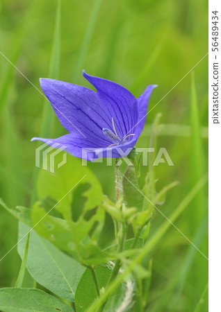 Kikyo flowering 56489434
