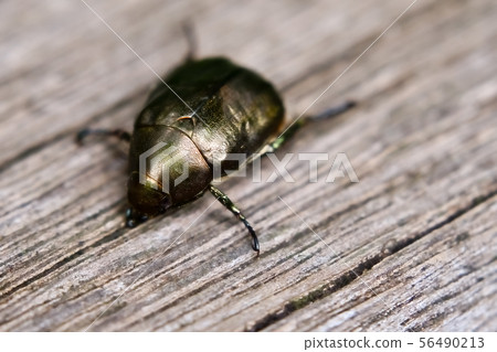 Dragonbubui Dragonbubui 56490213