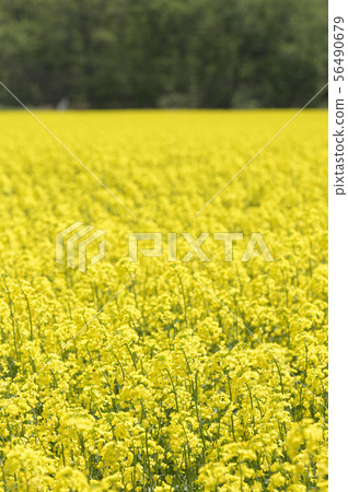 Rape blossoms (Hokkaido Anping) Rape blossoms (Hokkaido Anping) 56490679
