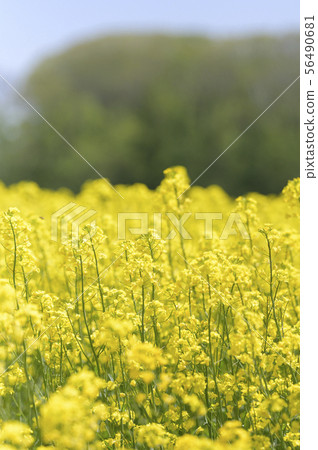 Rape blossoms (Hokkaido Anping) Rape blossoms (Hokkaido Anping) 56490681