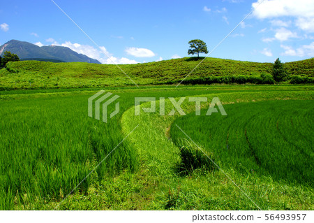 阿蘇,Osanada稻田,新鮮的綠色鄉村 阿蘇,Osanada稻田,新鮮的綠色鄉村 56493957