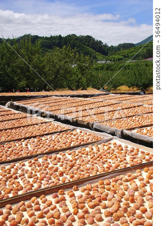 和歌山縣日高區港邊市Minamitakaume曬乾的景色 56494012