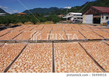 Minamitakaume Sun-dried scene, Minabe Town, Hidaka District, Wakayama Prefecture 56494018