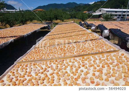 Minamitakaume Sun-dried scene, Minabe Town, Hidaka District, Wakayama Prefecture 56494020