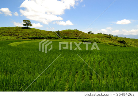 Aso, Osanada rice field, fresh green countryside Aso, Osanada rice field, fresh green countryside 56494262