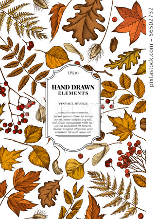 Card design with colored rowan, rowan, acorn, buckeye, fern, maple, birch, maple leaves, lagurus 56502732