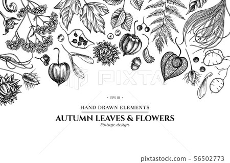Design with black and white rowan, rowan, acorn, buckeye, fern, maple, birch, maple leaves, lagurus 56502773
