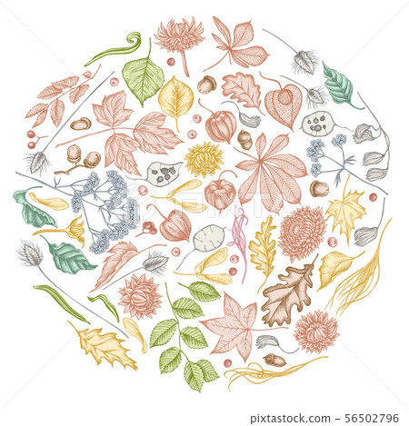 Round design with pastel rowan, rowan, acorn, buckeye, fern, maple, birch, maple leaves, lagurus 56502796