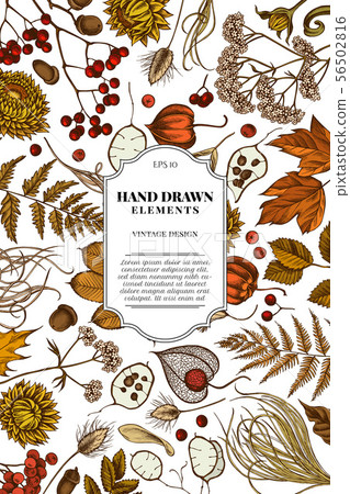 Card design with colored rowan, rowan, acorn, buckeye, fern, maple, birch, maple leaves, lagurus 56502816