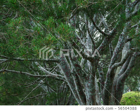 White pine with beautiful bark pattern 56504388