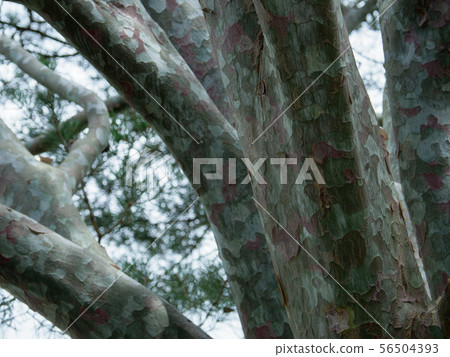 白鬆與美麗的樹皮圖案 56504393