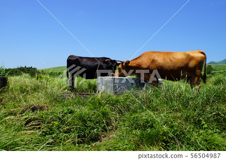 Aka no Oka Cattle 56504987