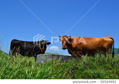 Aka no Oka牛 56504992