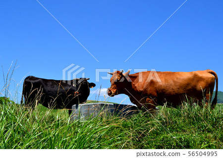 Aka no Oka牛 56504995