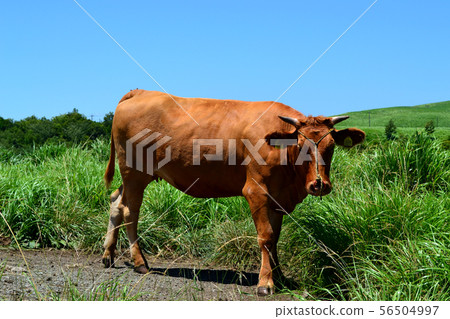 Aka no Oka Cattle Aka no Oka Cattle 56504997