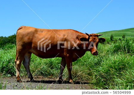 Aka no Oka Cattle 56504999