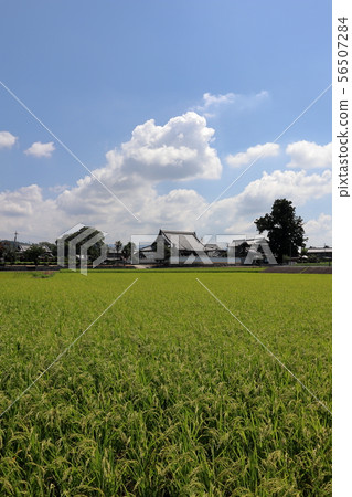 Midsummer rice fields and temples (next) Midsummer rice fields and temples (next) 56507284