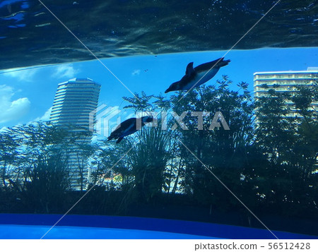 Flying penguin 56512428