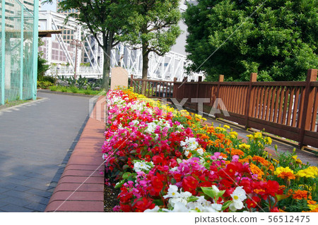 Flower bed of Konan Park Flower bed of Konan Park 56512475