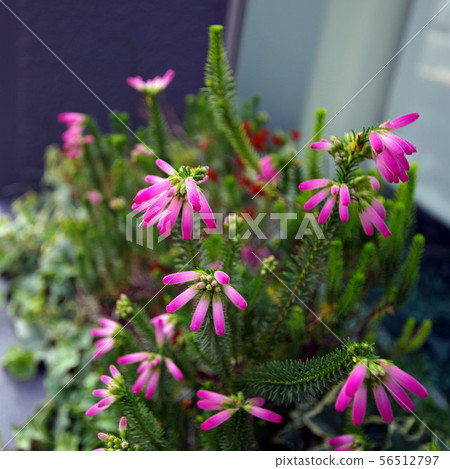 埃里卡花種植在沿路的花壇 照片素材 圖片 圖庫