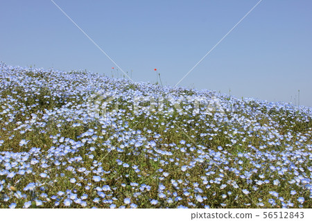 Nemophila field Nemophila field 56512843