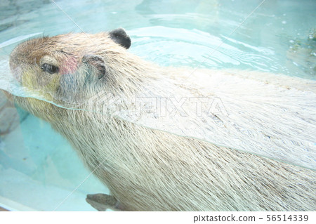 capybara swimming pool