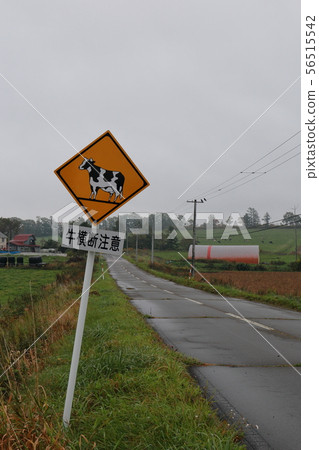 北海道,北海道東部,牛肉橫穿小心路標 北海道,北海道東部,牛肉橫穿小心路標 56515542