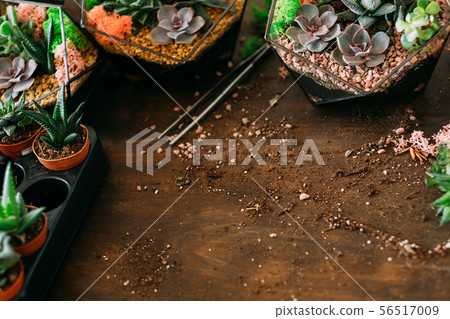 diy florarium home gardening business succulents 56517009