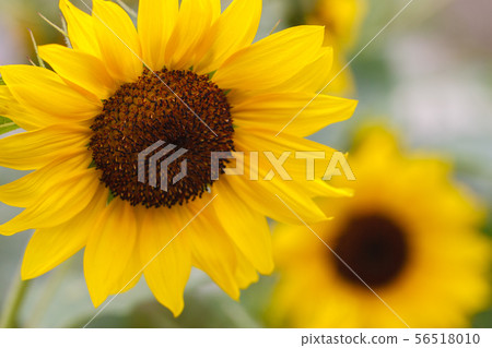 sunflower	 56518010