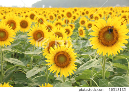 Sunflower field, Mashiko-machi, Tochigi Sunflower field, Mashiko-machi, Tochigi 56518185