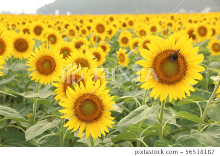 Sunflower field, Mashiko-machi, Tochigi Sunflower field, Mashiko-machi, Tochigi 56518187