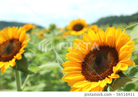 Sunflower field, Mashiko-machi, Tochigi Sunflower field, Mashiko-machi, Tochigi 56518411