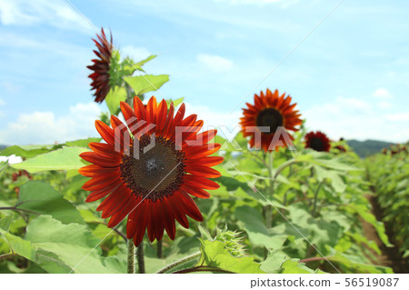 Sunflower field, Mashiko-machi, Tochigi Sunflower field, Mashiko-machi, Tochigi 56519087
