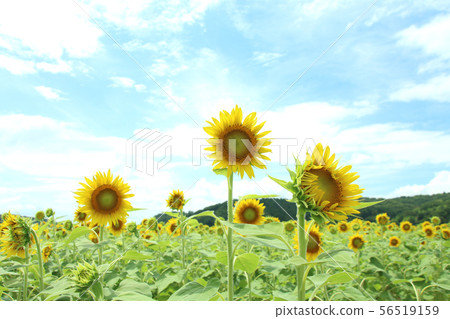 向日葵田,Mashiko-machi,櫪木 向日葵田,Mashiko-machi,櫪木 56519159