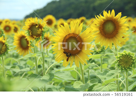 向日葵田，Mashiko-machi，櫪木 56519161