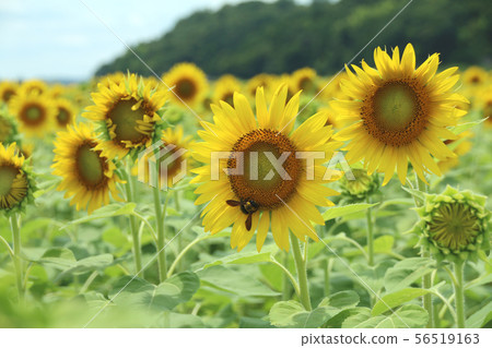Sunflower field, Mashiko-machi, Tochigi 56519163
