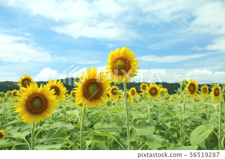 Mashiko Town, Tochigi Prefecture Sunflower Field Tochigi Prefecture, Mashiko Town, Mashiko, Tochigi, Sunflower, Sunflower, Sunflower, Sunflower, Sun, Mashiko Town, Tochigi Prefecture Sunflower Field Tochigi Prefecture, Mashiko Town, Mashiko, Tochigi, Sunflower, Sunflower, Sunflower, Sunflower, Sun, 56519287