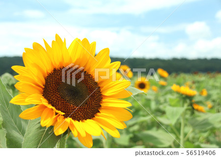 Sunflower field, Mashiko-machi, Tochigi Sunflower field, Mashiko-machi, Tochigi 56519406
