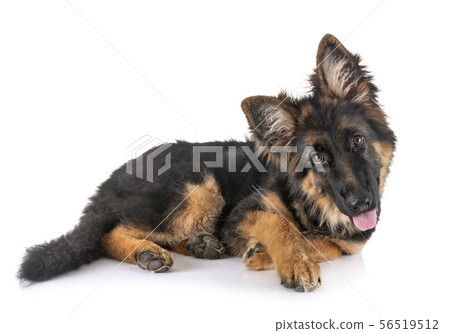puppy german shepherd puppy german shepherd 56519512